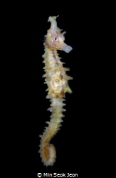 Seahorse by Min Seok Jeon 